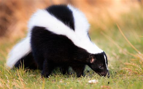 sexy skunk